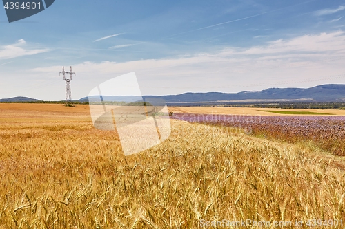 Image of Wheat field detail