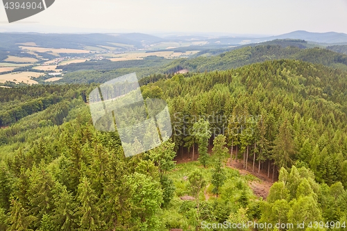 Image of Forest hiking path
