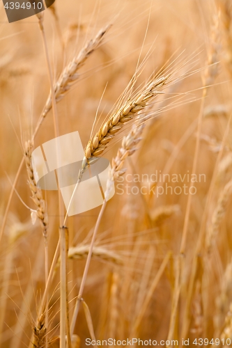 Image of Wheat field detail