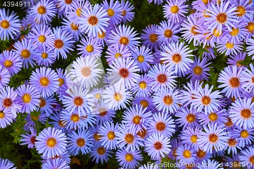 Image of Small Prurple Flowers