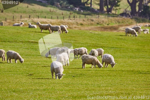 Image of Sheep in the grass