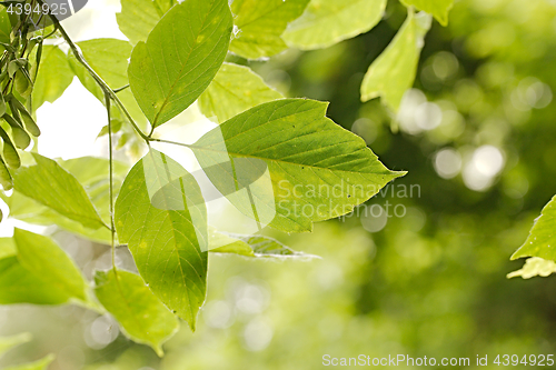 Image of Green Leaves Background