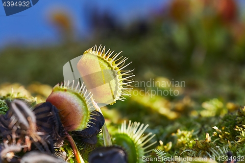 Image of Venus flytrap carnivorous plant