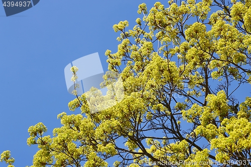 Image of Spring Green Leaves