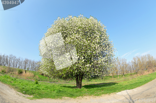 Image of Blossoming Cherry Tree 