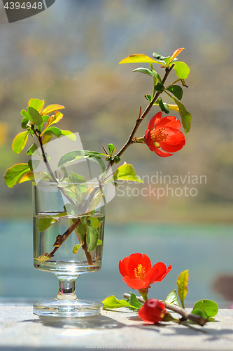 Image of Japanese ornamental quince - Chaenomeles japonica