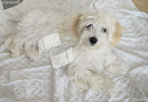 Image of Young maltese dog