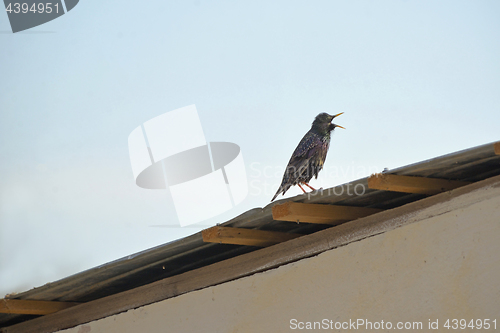 Image of Common starling bird