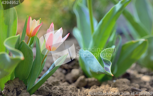 Image of Growing tulip plant