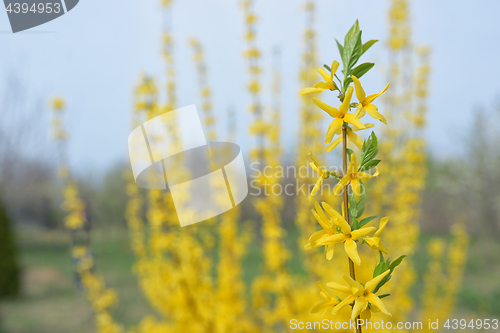 Image of Blooming forsythia bush 