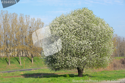 Image of Blossoming Tree in Spring