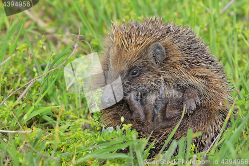 Image of Young european hedgehog 