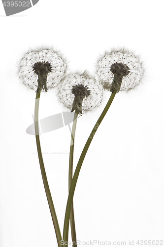 Image of Dandelions (blowballs) on white background