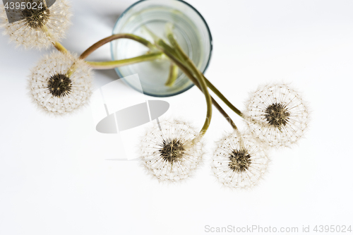 Image of Dandelions (blowballs) in glass of water