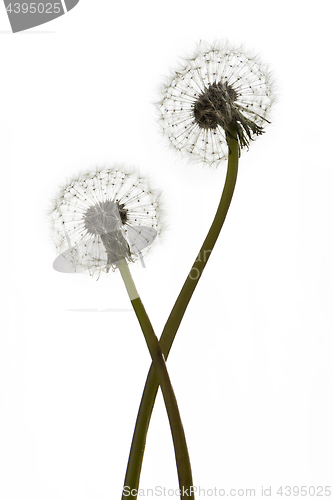 Image of Dandelions (blowballs) on white background