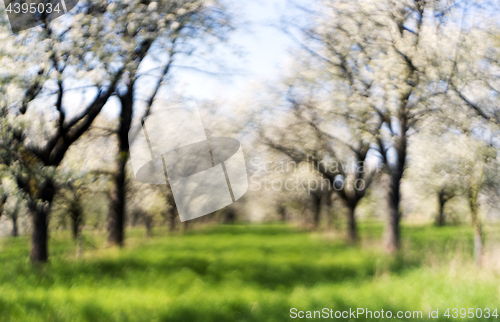 Image of Cherry orchard in spring. Out of focus