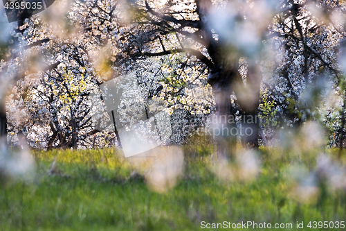 Image of Cherry orchard in spring