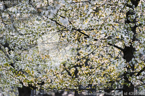 Image of Cherry orchard in spring