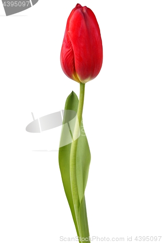 Image of Red tulip on white