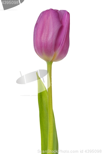 Image of Purple tulip on white