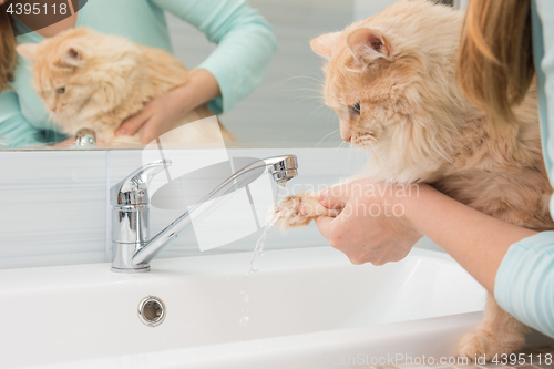 Image of A girl washes a cat\'s paw under a stream of water from a washbasin mixer in the bathroom