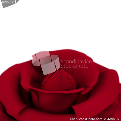 Image of Rose With White Copyspace Background Showing Love Valentines And