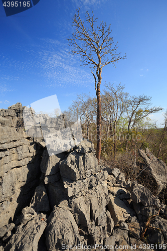 Image of Tsingy rock formations in Ankarana, Madagascar