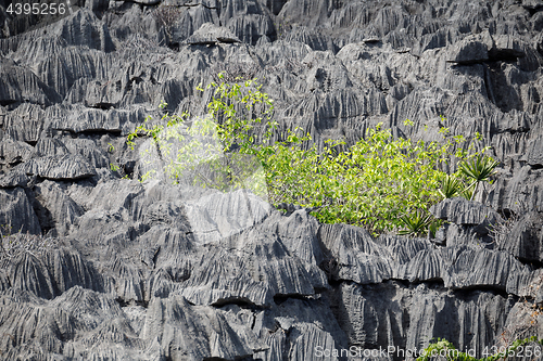 Image of Tsingy rock formations in Ankarana, Madagascar