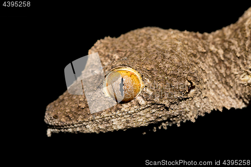 Image of Giant leaf-tailed gecko, Uroplatus fimbriatus, Madagascar