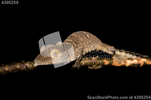 Image of Giant leaf-tailed gecko, Uroplatus fimbriatus, Madagascar