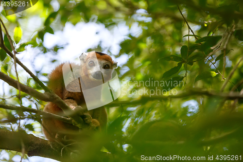 Image of crowned lemur Ankarana National Park, Madagascar