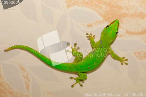 Image of Phelsuma madagascariensis day gecko, Madagascar