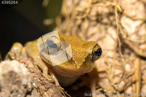 Image of Beautiful frog Boophis rhodoscelis Madagascar