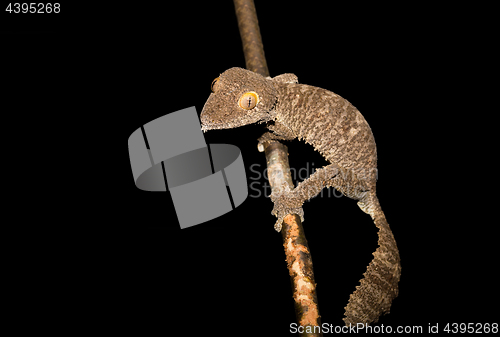 Image of Giant leaf-tailed gecko, Uroplatus fimbriatus, Madagascar