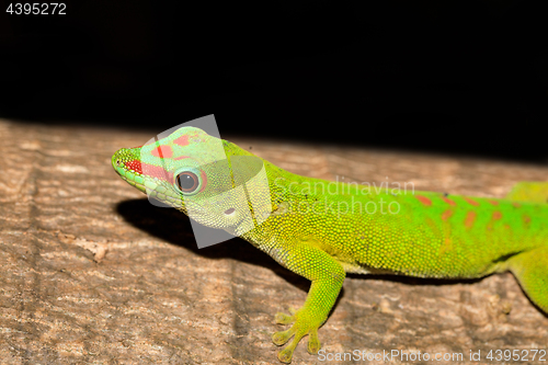 Image of Phelsuma madagascariensis day gecko, Madagascar