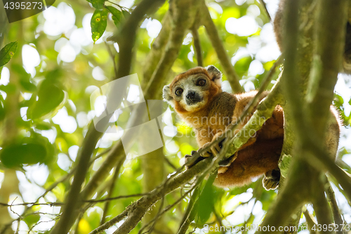 Image of crowned lemur Ankarana National Park, Madagascar