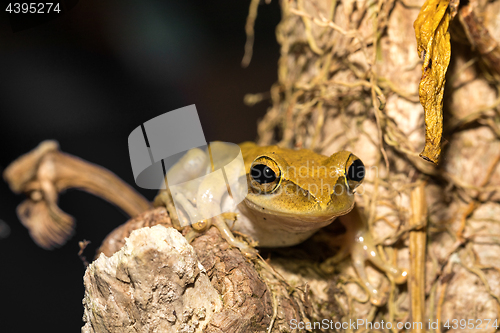 Image of Beautiful frog Boophis rhodoscelis Madagascar