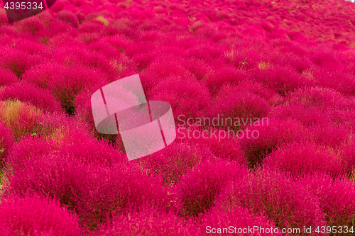 Image of Kochia flowers