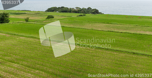 Image of Fresh rice field