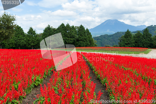 Image of Red Salvia field