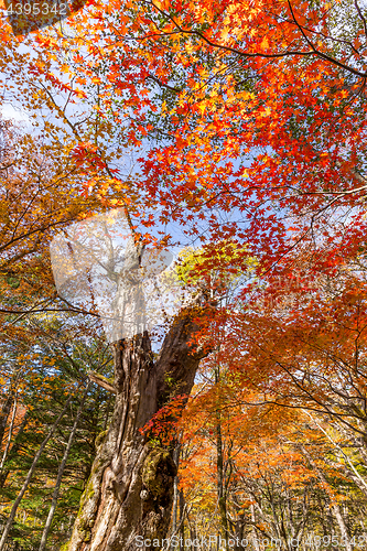 Image of Autumn landscape