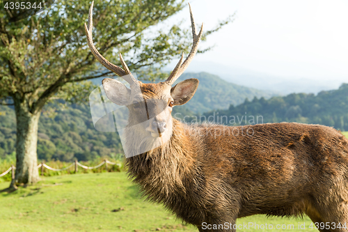 Image of Bulk deer