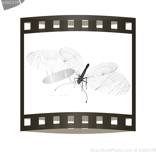 Image of Line butterfly concept. 3d illustration. The film strip.