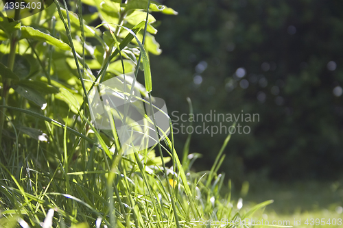 Image of wild grass