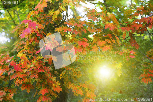 Image of Beautiful autumn maple tree with sunlight