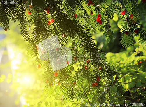 Image of Red berries growing on evergreen yew tree in sunlight
