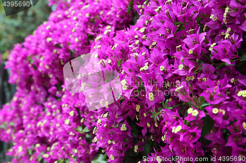 Image of Beautiful blooming bougainvillea branches