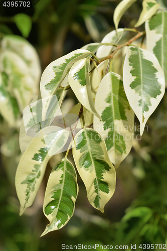 Image of ficus tree