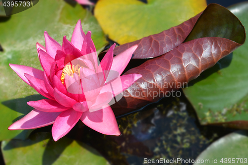 Image of Water lily