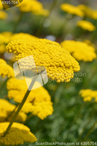 Image of Gold plate yarrow